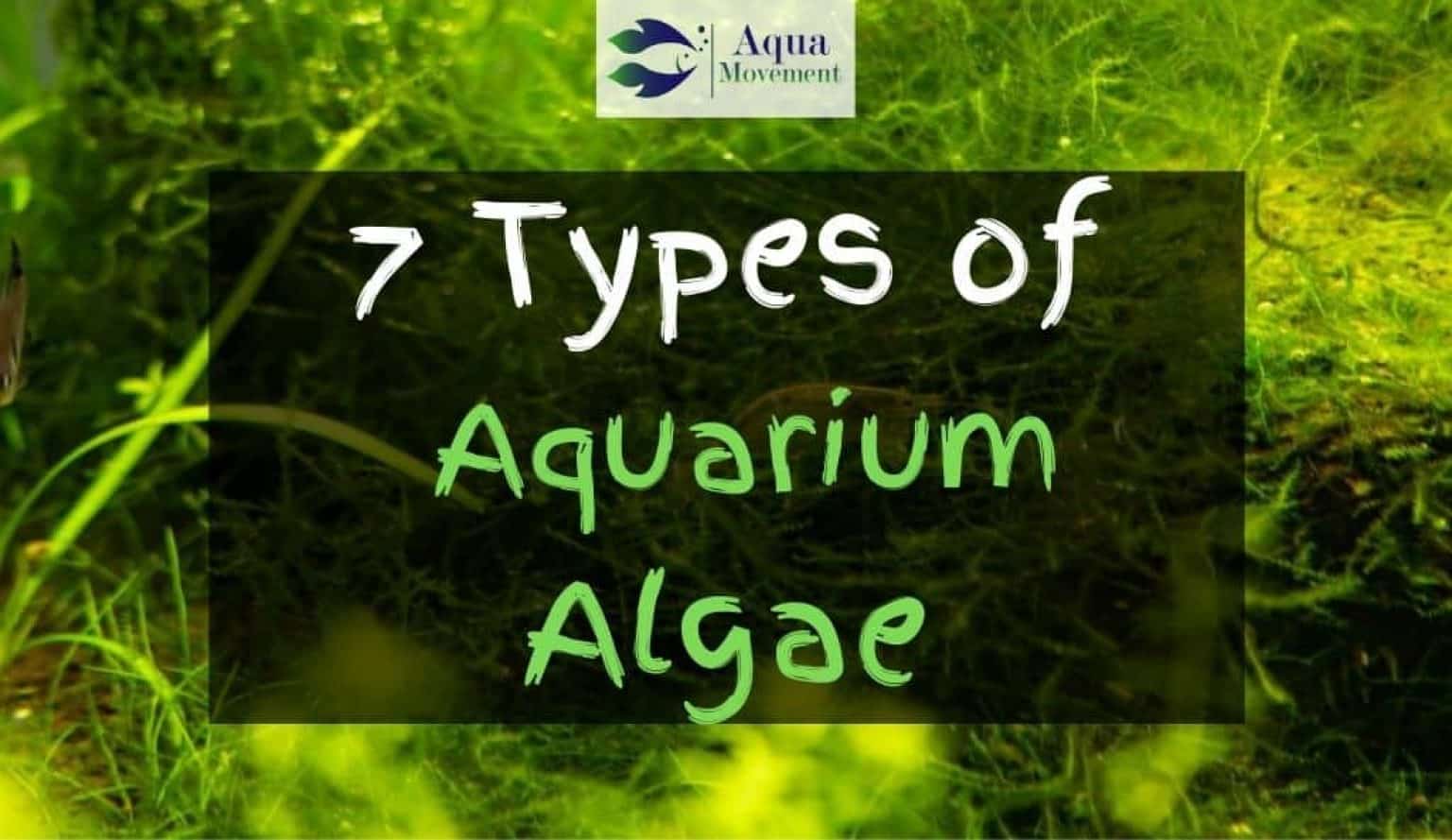 7 Aquarium Algae Types With Pictures