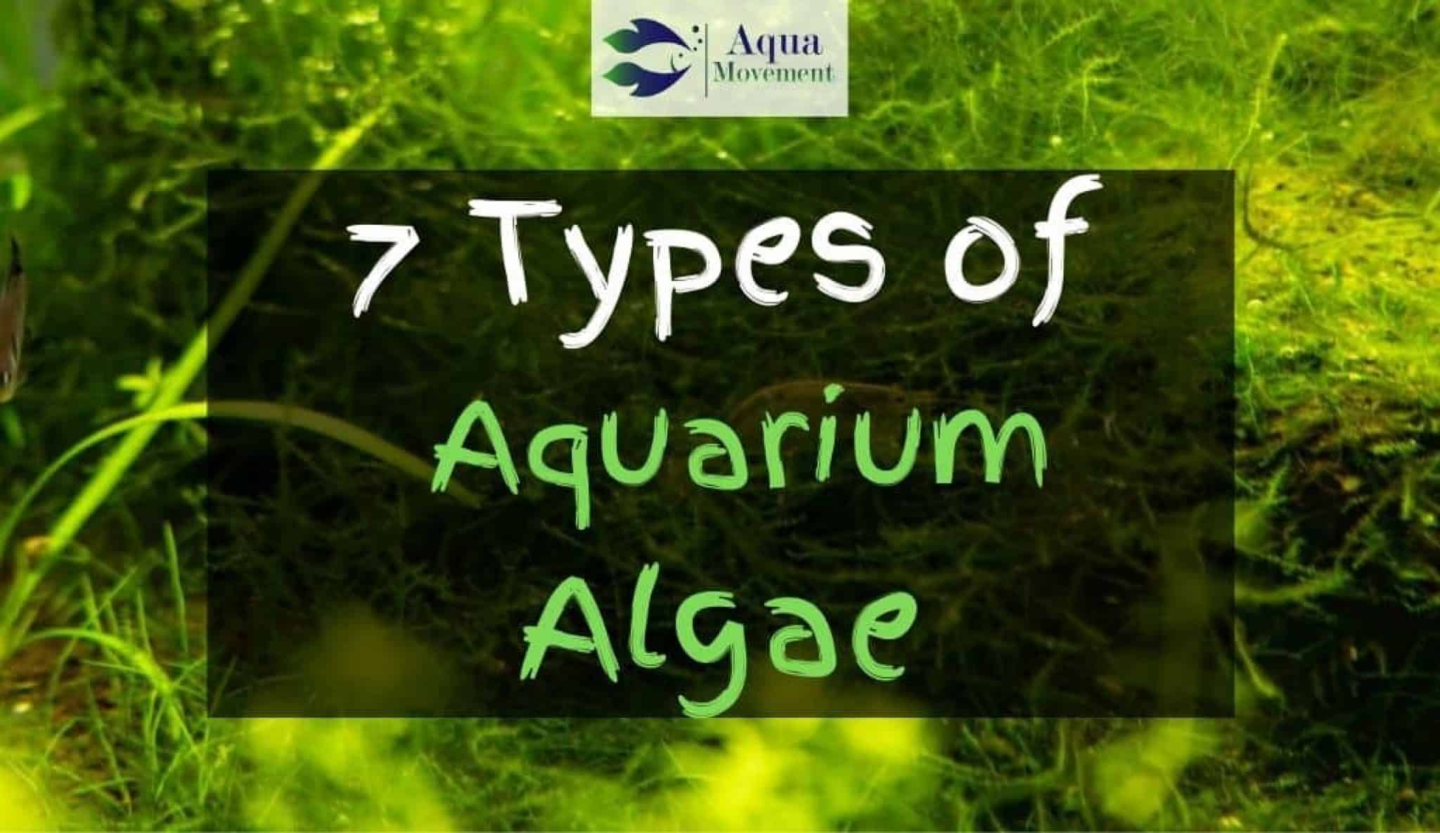 How Do I Get Rid Of Algae In My Water Tank at Rory Shaver blog