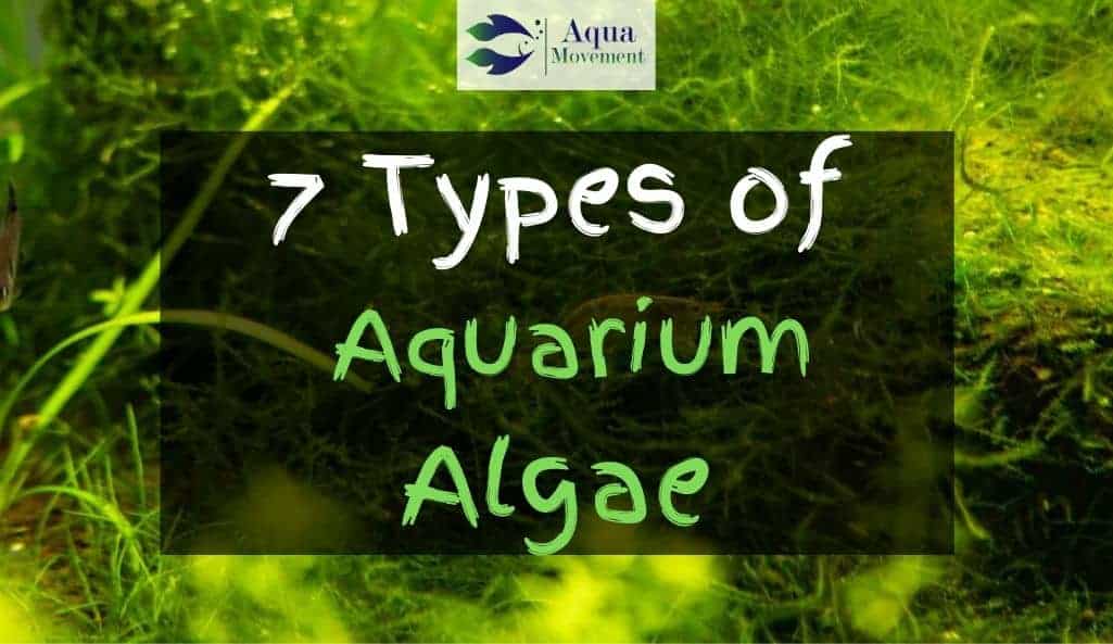 7 Aquarium Algae Types With Pictures | Aqua Movement