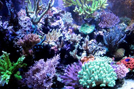 aquarium corals
