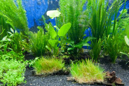 aquarium plants