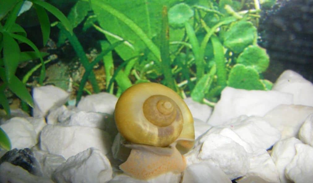 Snail on the ground of a Aquarium