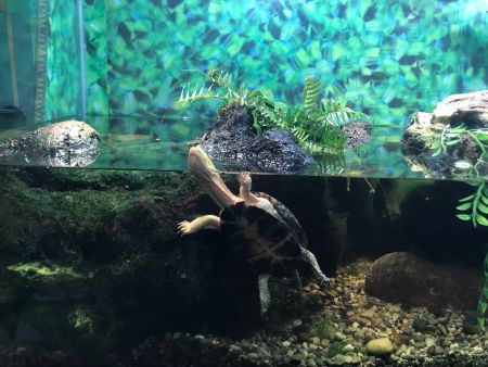 aquatic turtle in aquarium