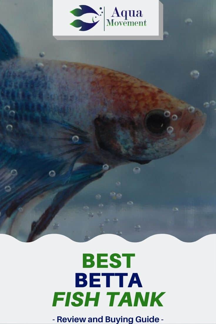 Best Betta Fish Tank - Which one is the Coolest? | Aqua Movement