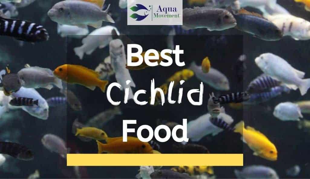 best cichlid food