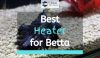 Betta Fish in Tank with Heater
