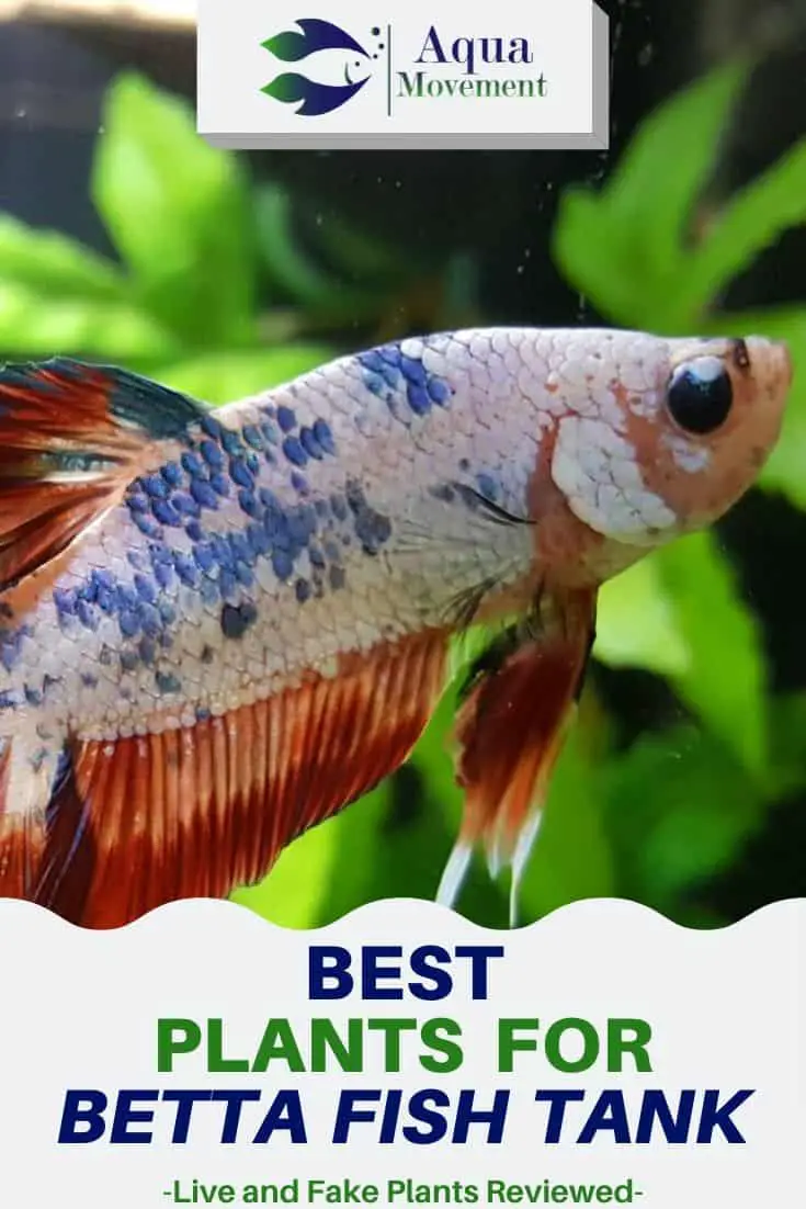 15 Best Live &amp; Fake Plants for Betta Fish Tank Aqua Movement