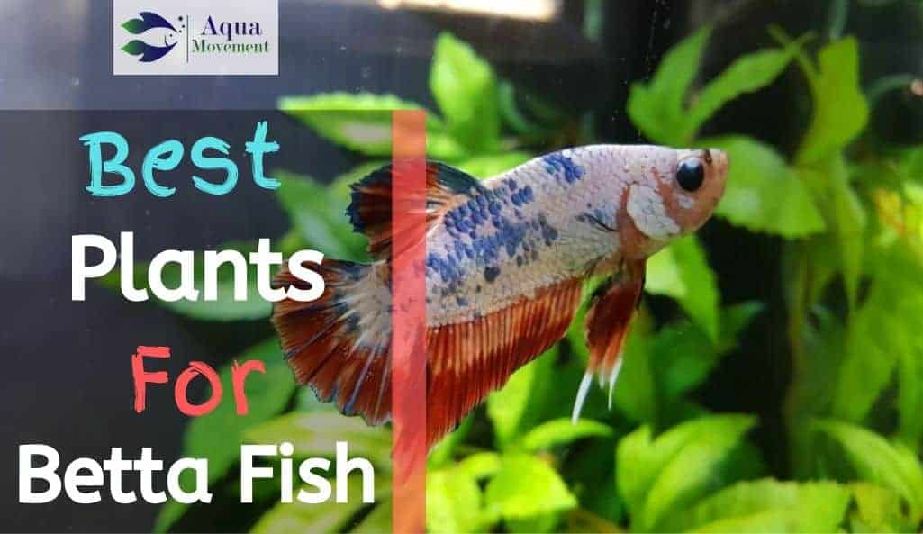 15 Best Live & Fake Plants for Betta Fish Tank | Aqua Movement