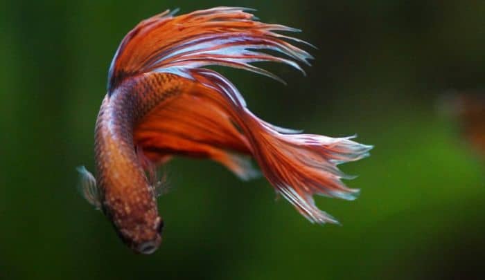 betta fish