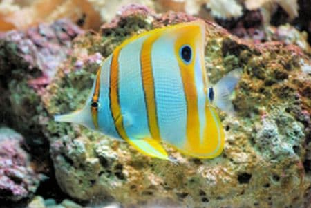 butterfly fish