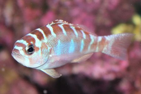 chalk bass in saltwater fish tank