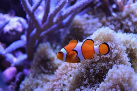 clown fish with corals in background