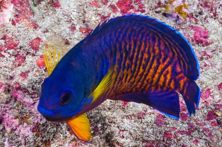 coral beautie fish