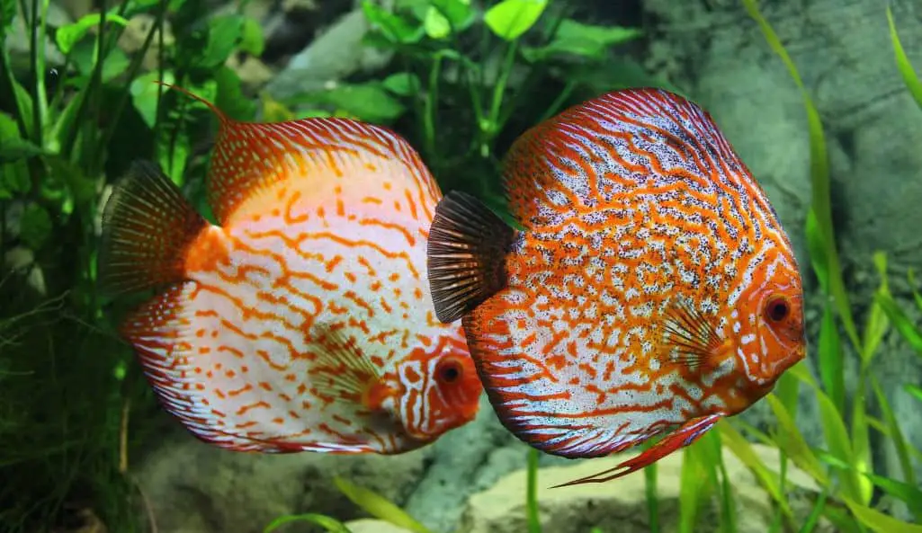 pair of discus fish