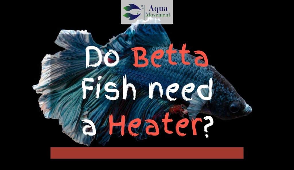 Do Betta Fish Need A Heater Get The Answer Here Aqua Movement