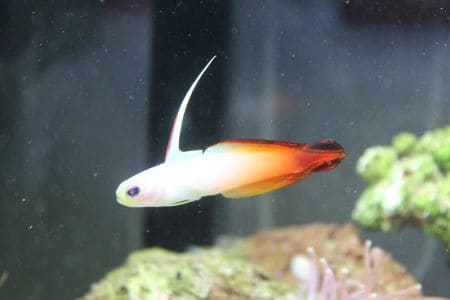 fire fish in aquarium