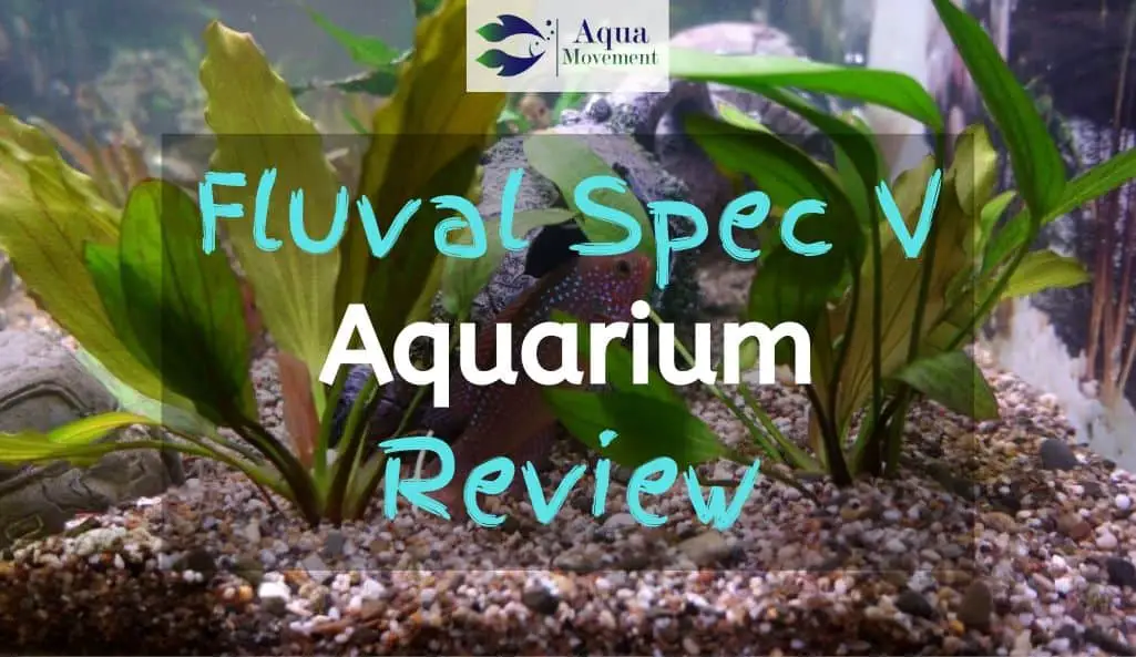 Single fish swimming in a Fluval Spec V Aquarium