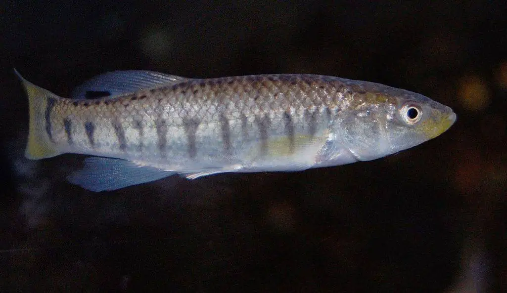 killifish on black background