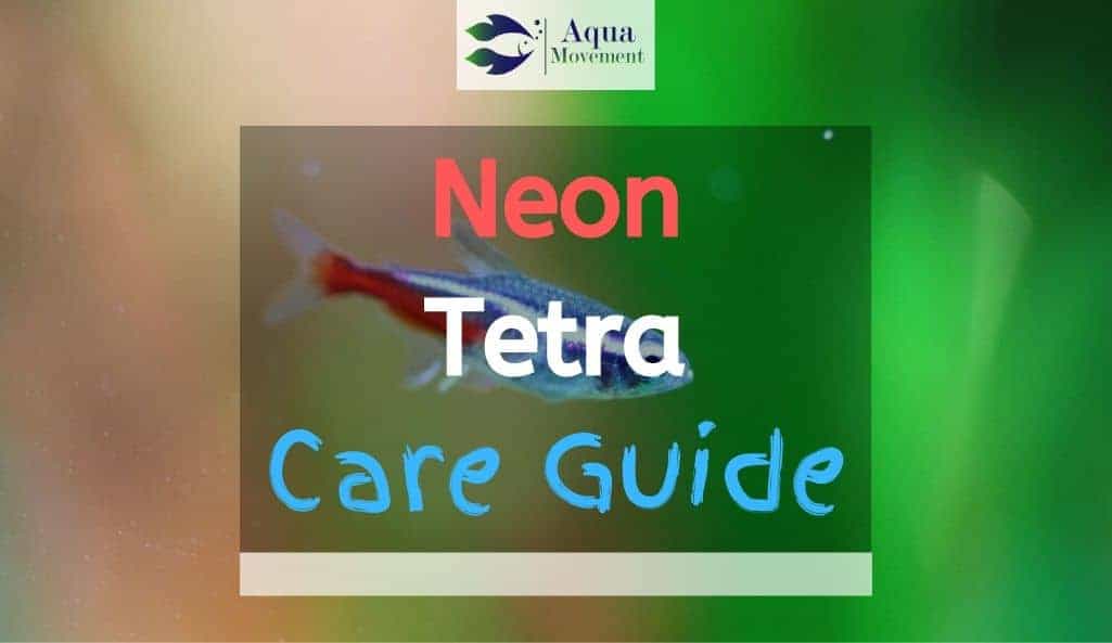 Neon Tetra fish swimming around