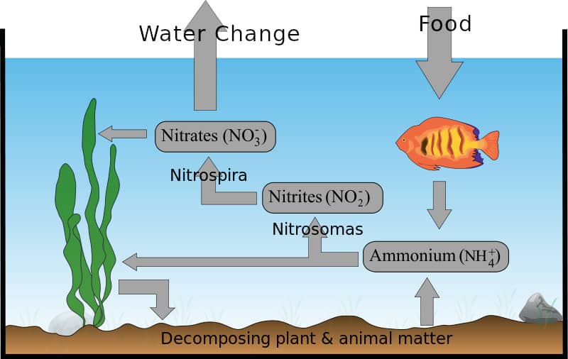 nitrogen cycle infographic