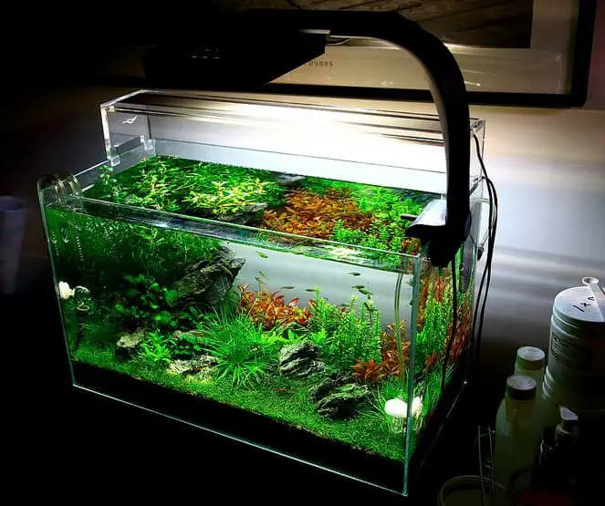 aquarium with plants inside