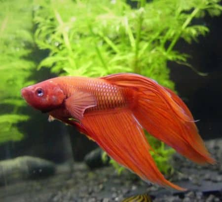 betta in front of plant