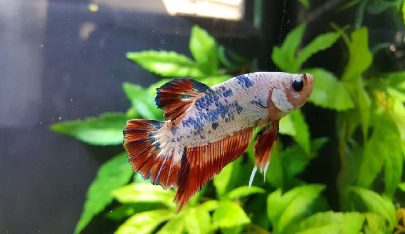 Are Fake Plants Okay For Betta Fish