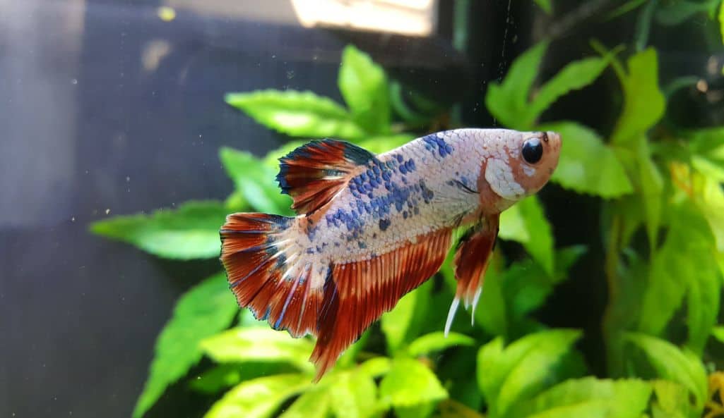 betta in front of plant in aquarium