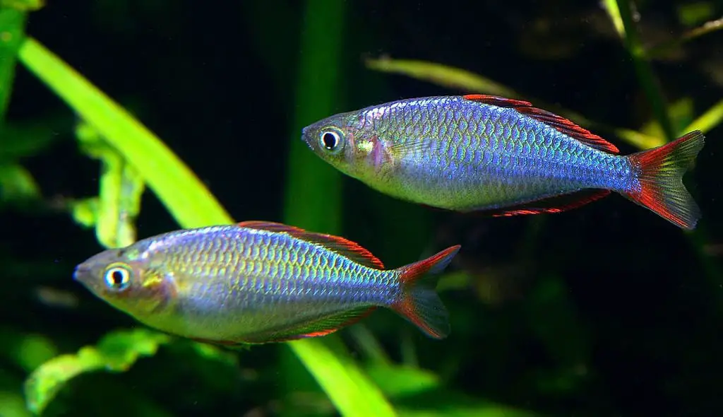 pair of rainbow fish