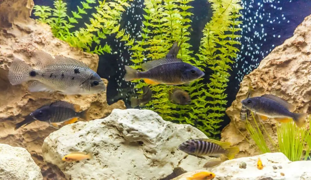 fish with rocks in freshwater aquarium