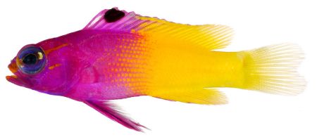 Royal Gramma Basslet fish