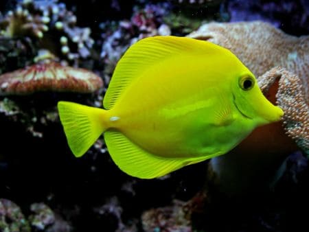 tang fish in aquarium