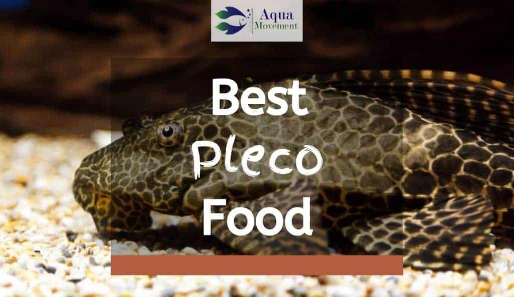 What do Plecos eat? Best Food for Pleco Fish Reviewed