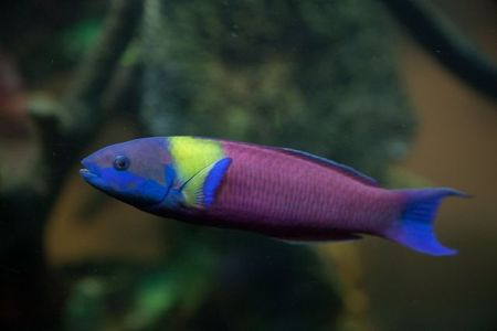 rainbow wrasse fish