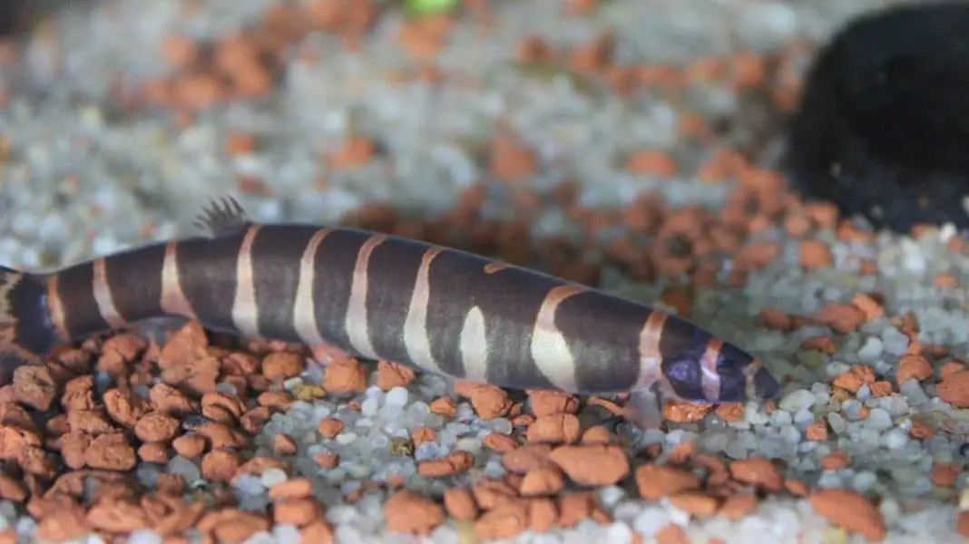 Kuhli loach in aquarium