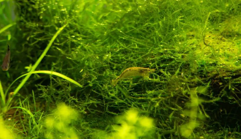 aquarium algae