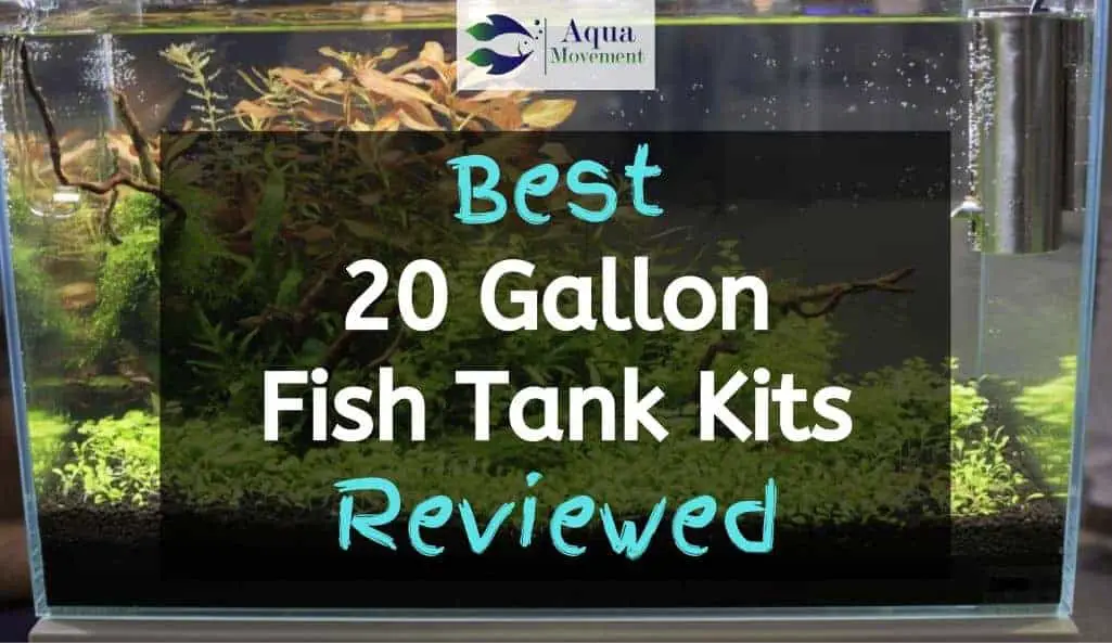 best 20 gallon fish tank setup