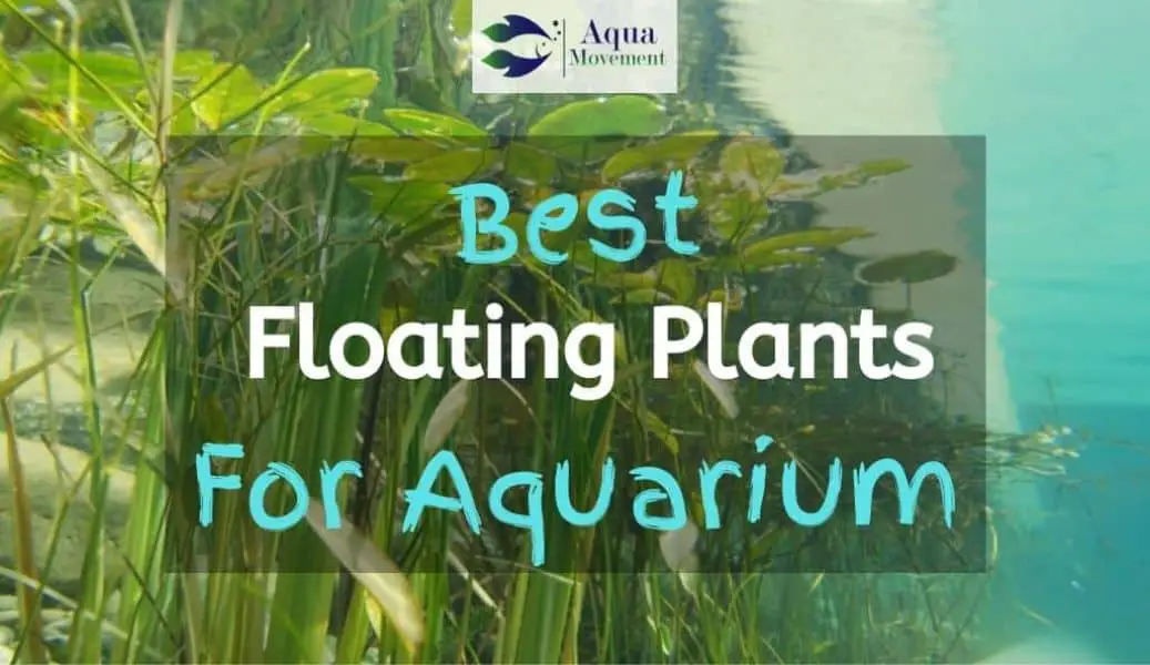 Best Substrate For Planted Tank - Top 9 Review | Aqua Movement