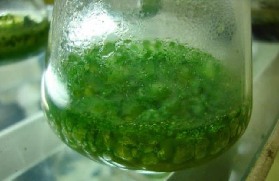 blue green algae