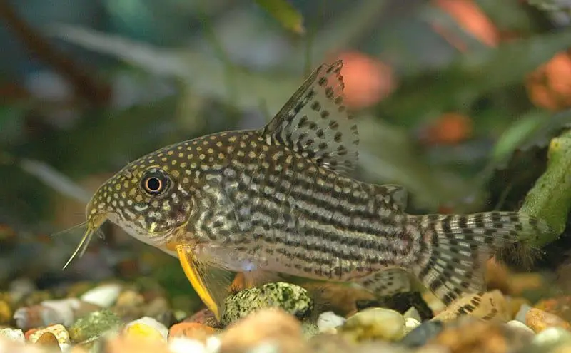 corydoras-sterbai