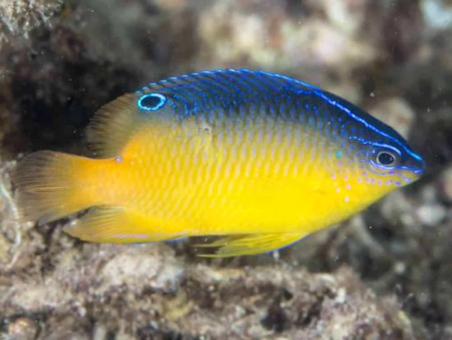 Best Saltwater Fish For Beginners With Pictures