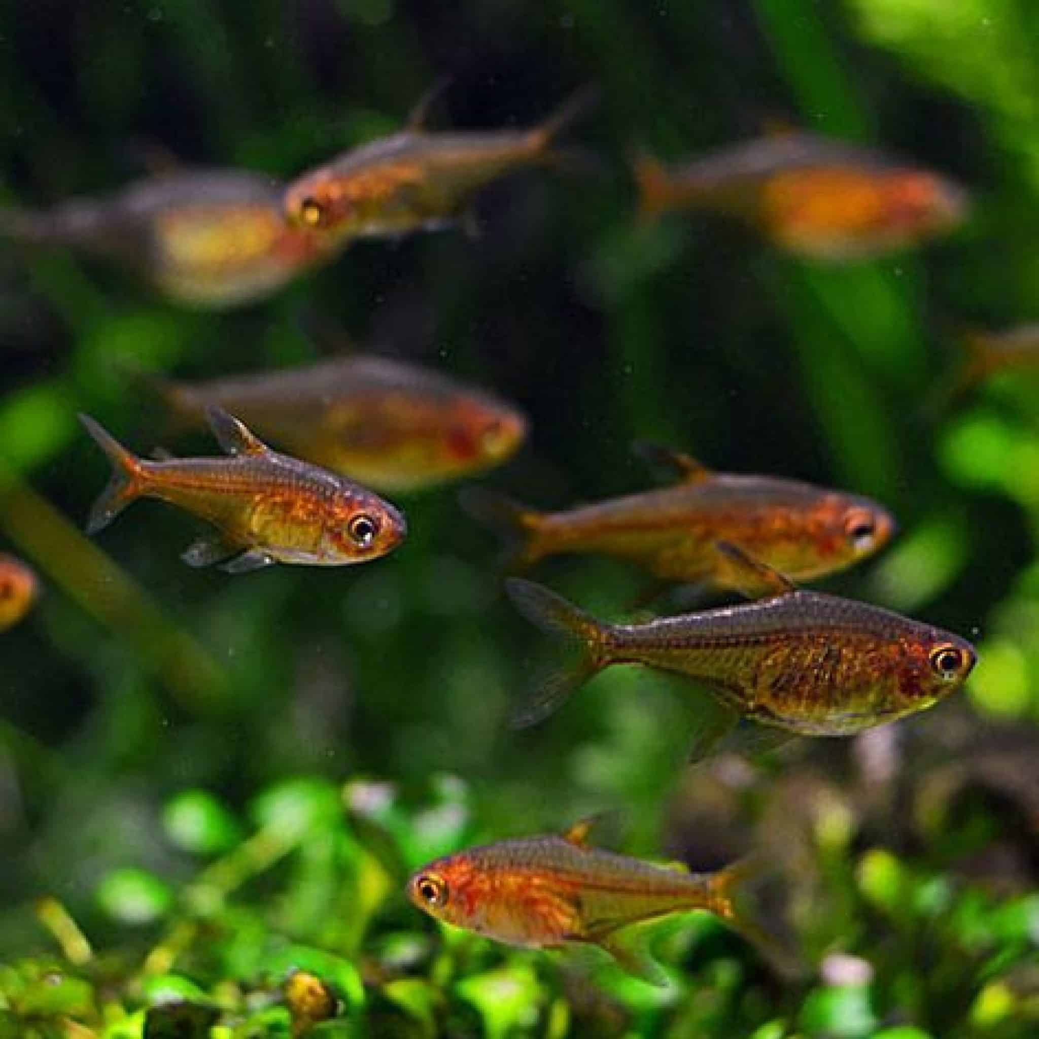 20 Best Betta Tank Mates With Pictures Aqua Movement