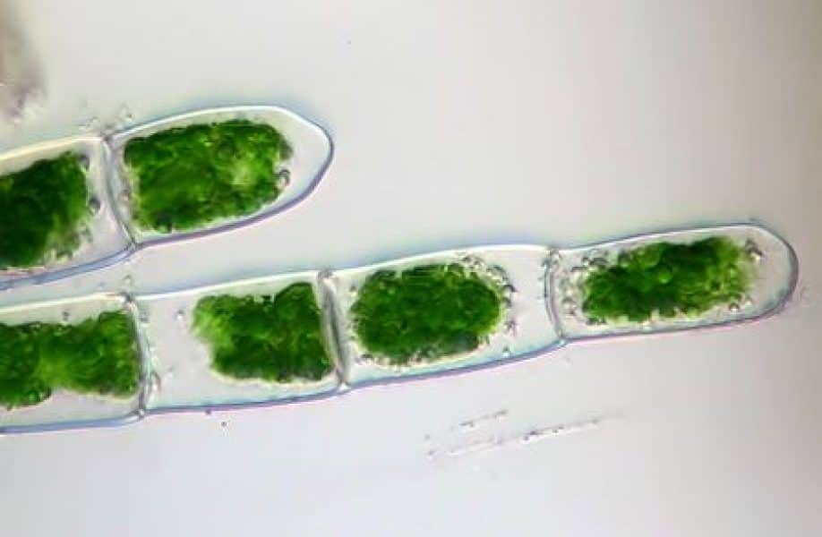 green algae