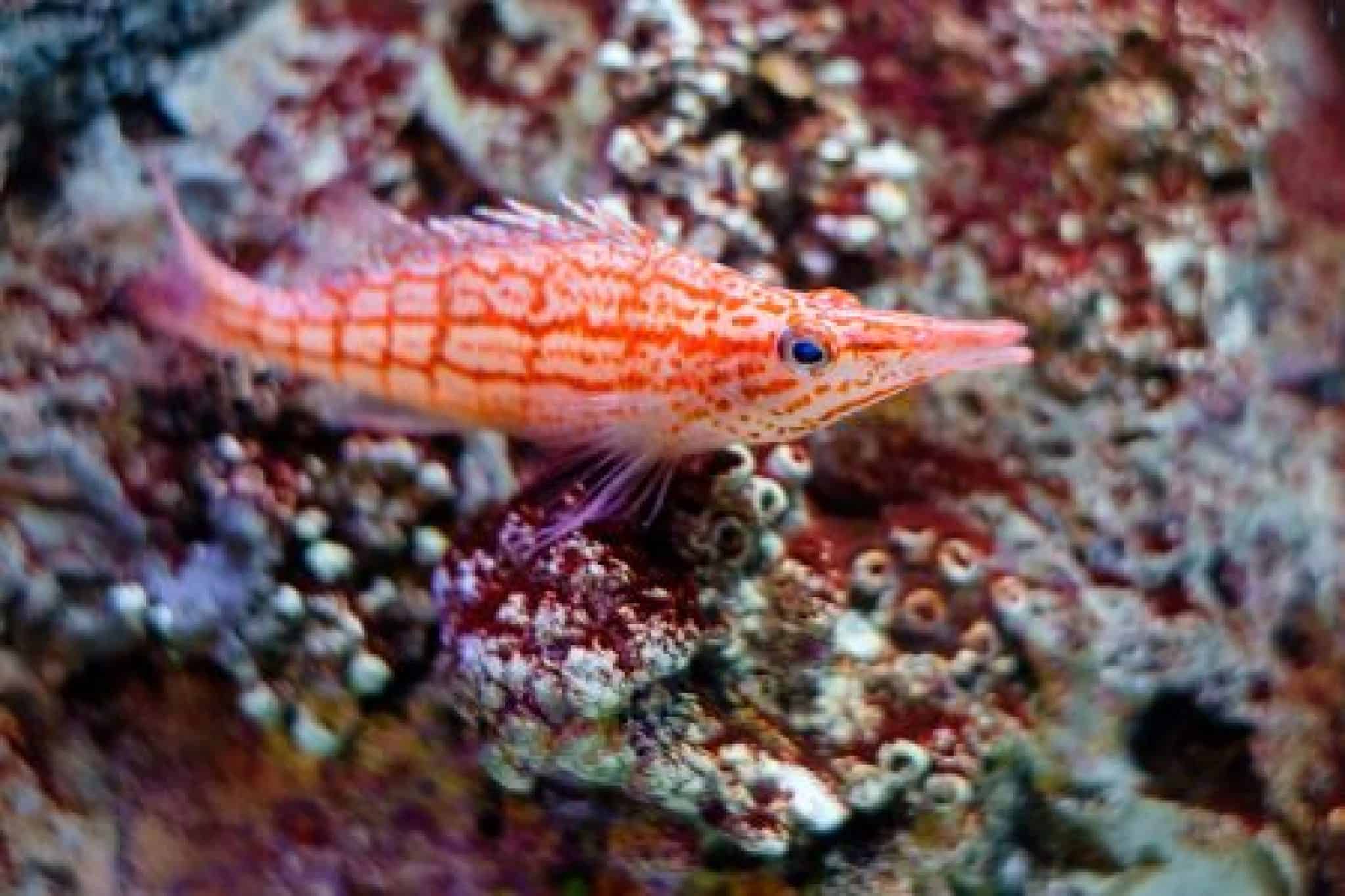 hawkfish