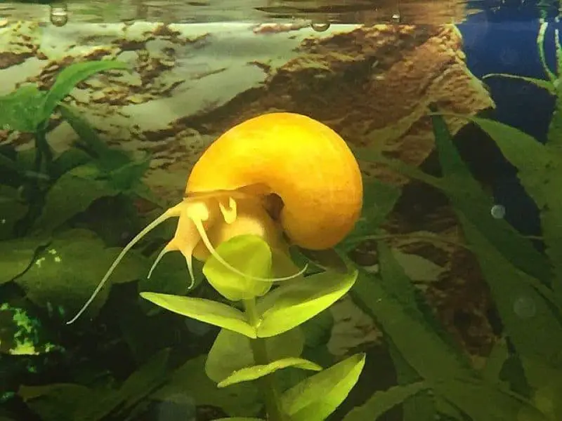 yellow mistery apple snail