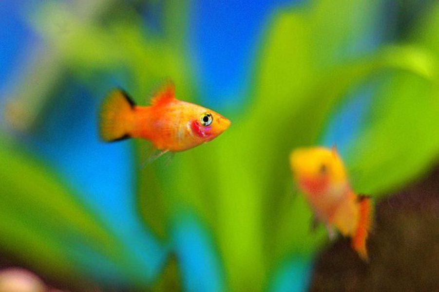 20 Best Betta Tank Mates With Pictures | Aqua Movement