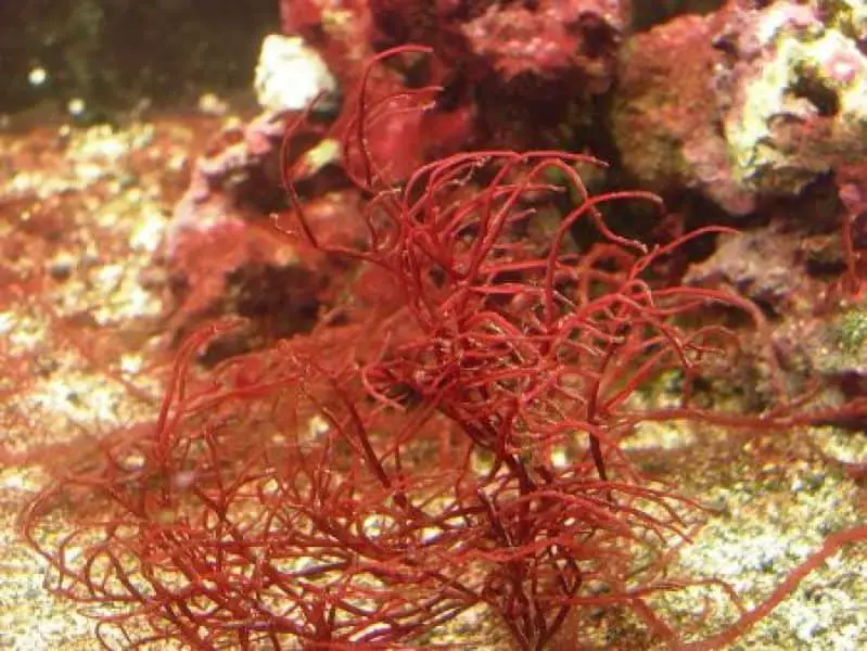 red algae