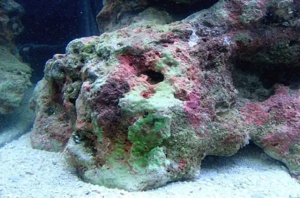 saltwater tank setup with live rock inside