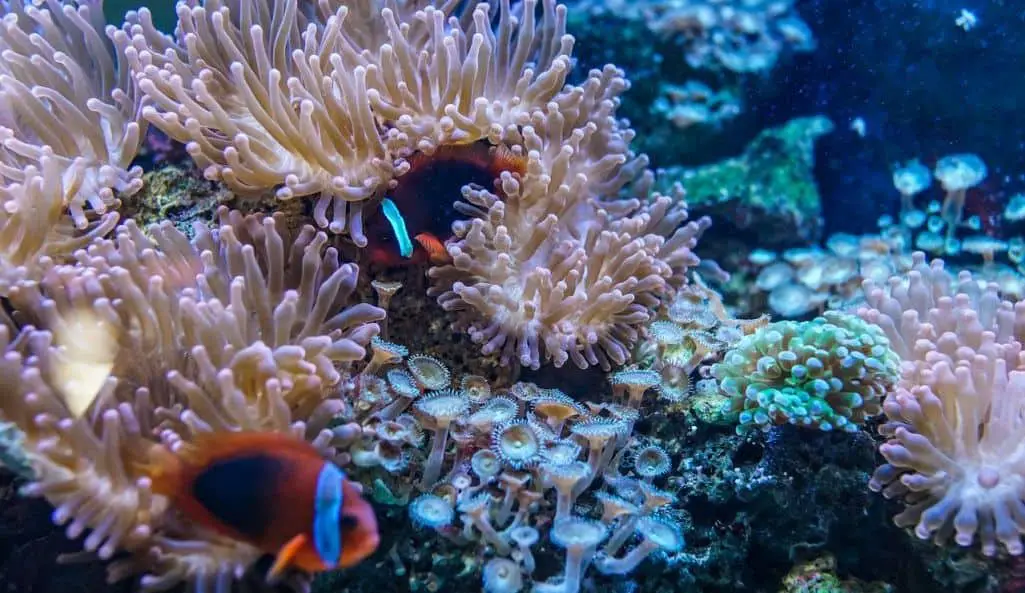 5 Best Nano Reef Tanks For Beginners In 2023 | Aqua Movement