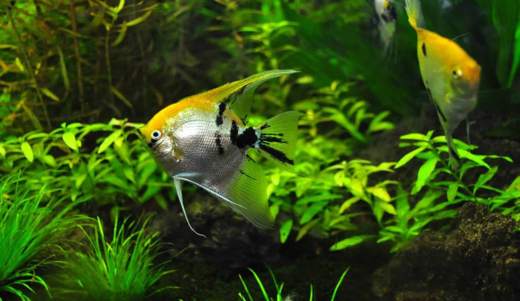 Best Fish Food for Angelfish A Deep Dive into Nutrition Best Fish Food for Angelfish A Deep Dive into Nutrition